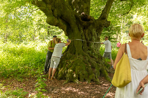 Measuring the age of a tree