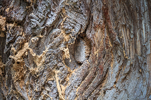 Men's Shed Nature Walk