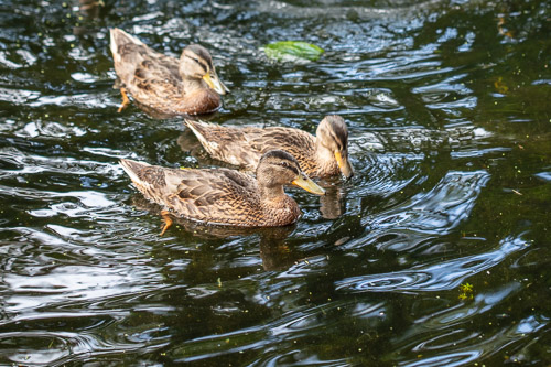 Men's Shed Nature Walk