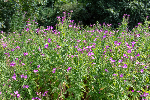 Men's Shed Nature Walk