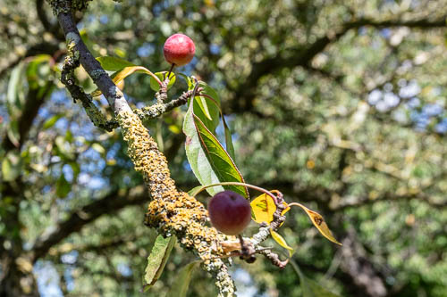 Men's Shed Nature Walk