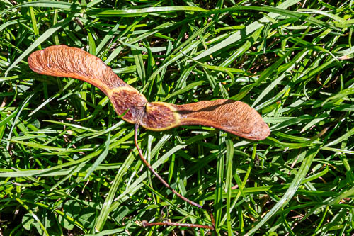 Men's Shed Nature Walk