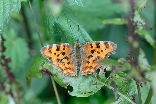 Men's Shed Nature Walk